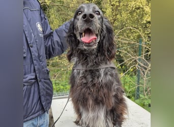 Blue - ruhiger, freundlicher Traumsetter