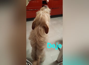 Dojo geb. 04/2023 (ESP) - menschenbezogener, kleiner Yorkshire Terrier-Mix!