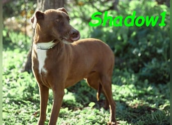 Shadow1 10/2021 (ESP) - liebevoller und sehr sozialer Podenco-Mix, ein treuer Menschenfreund!