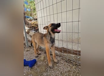 Malinois Mädchen LILO (Juni 2024) sucht eine Familie!