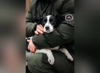 Aktives Zuhause für Henry gesucht