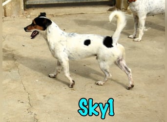 Sky1 geb. 09/2023 (ESP) - verschmuster und verspielter kleiner Bodeguero!