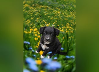 Australian Shepherd Welpen
