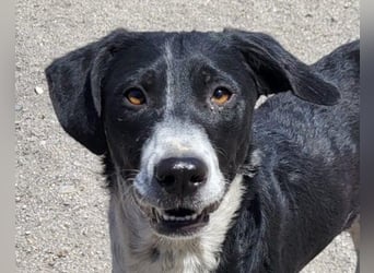 Wunderbare ♥♥ Wilma ♥♥ wartet bereits in 04157 Leipzig auf ihre Für-Immer-Menschen