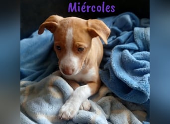 Miércoles 01/2025 (ESP) - verspieltes und neugieriges Podenco Mädchen!