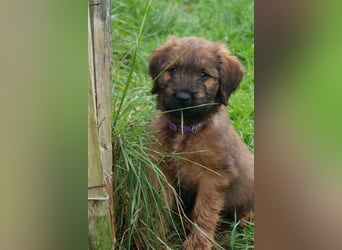 Briard Welpen aus VDH Zucht