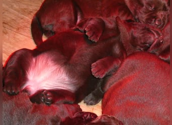 Labrador - Welpen