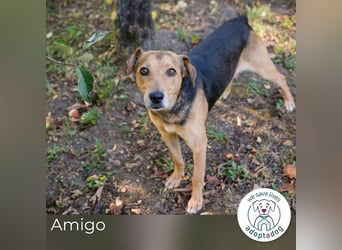 Amigo: Liebevolles Kämpferherz