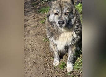 Lupo, ruhiger und ausgeglichener Rüce