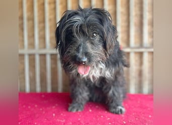 (R) ❤️ charmante MIRA - 2 Jahre, 42cm - Puli-Schnauzer-Mix ❤️