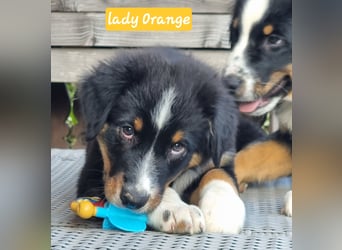 Australian Shepherd Welpen bald abgabebereit!