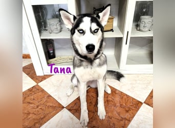 Tana geb. 11/2024 (ESP) - neugierige und sportliche, wunderschöne Husky Junghündin!
