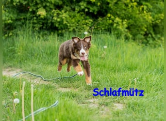 Australian Shepherd Welpen Rüden, ASCA
