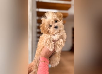 Maltipoo Pudel Malteser