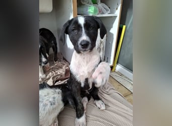 Ylani sucht Traumzuhause!
