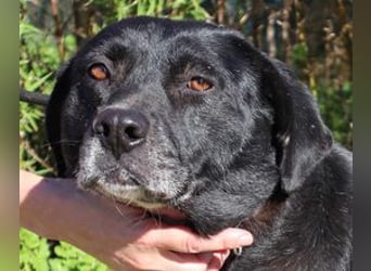 Josephine, Labrador-Mix, lieb und sozial
