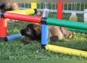 Schäferhund Welpen mit VDH Ahnentafel