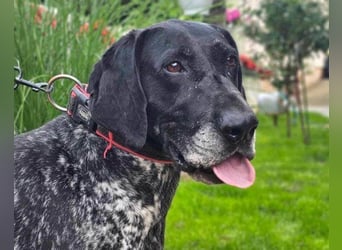 Deutsch Kurzhaar aus dem Tierheim finden | edogs.de