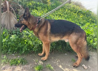 Bentley (Spanien) - sanfter Rüde sucht seine Menschen