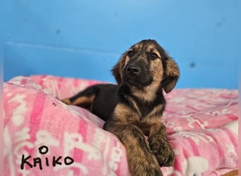 KAIKO ❤️ süüüüßer Wuschel, Pflegefamilie Kevelaer