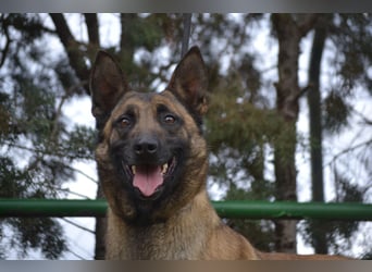 Shari - wunderschöne, aktive, freundliche Malinois-Hündin