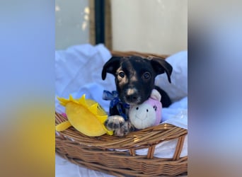 Alex LM - Zuhause gesucht – Neun kleine Hundekinder auf großer Mission