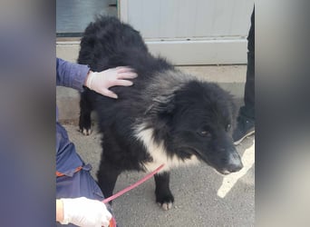 Corwin Border Collie Mix sucht ein liebes Zuhause oder erfahrene Pflegestelle