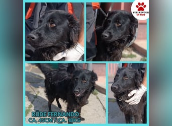 Lieber Kroatischer Schäferhund Mix Fernando sucht seine Menschen