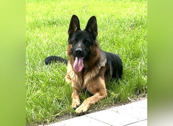 Typvoller Schäferhund Rüde   abzugeben.