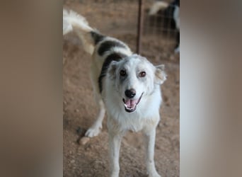 Drea, geb. ca. 09/2020, lebt in GRIECHENLAND, auf einem Gelände, Hunde werden notdürftig versorgt