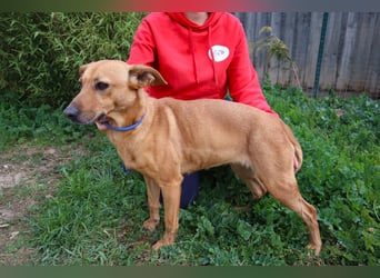 Terry, Mix Pinscher / Podengo, lieb und sozial