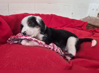 Milly Mischlingshündin ca. 3 Monate alt in Griechenland