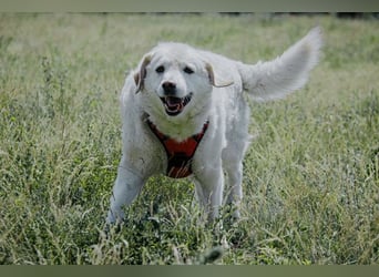 Bailey, unkomplizierter Senior, ca. 9 Jahre *in 13507 Berlin*