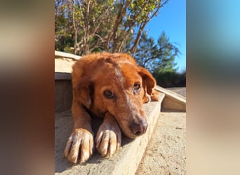 Ginger - Charmante Hundedame sucht ein Zuhause!