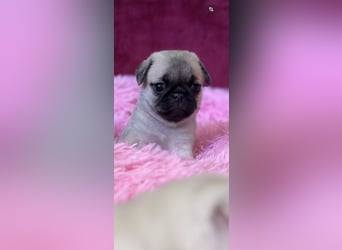 Mops Welpen ( noch 2 Rüde)