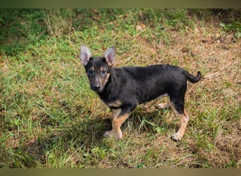 Silny: Hundekind sucht ein Zuhause