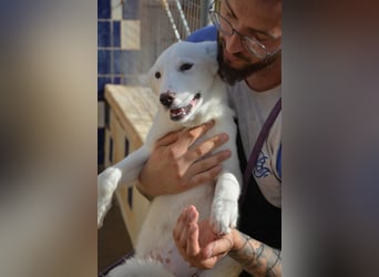 Chia, RESERVIERT unheimlich süsse Rasselbande sucht aktives Zuhause und Körbchen