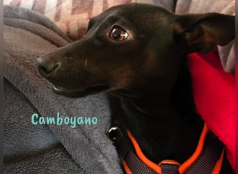 Camboyano 12/2022 (in Deutschland) - lustiger kleiner Pinscher-Mix!