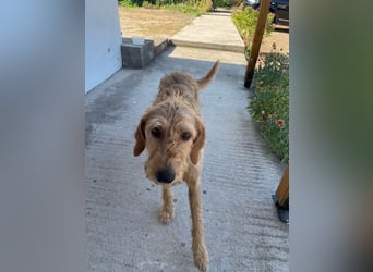 Kelly – Griffon Mix: sanfte Hundeseele sucht dringend ein Zuhause voller Liebe