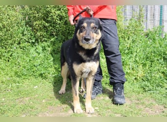 Nana, Mix Schäferhund / Collie, lieb und sozial