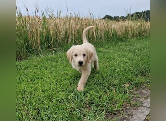 Labradoddle F1