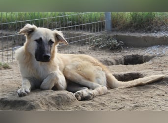 Arlo, geb. ca. 02/2023, lebt in GRIECHENLAND, im städt. Tierheim Serres