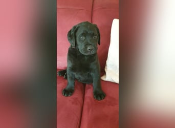 Zuckersüße Labrador Hündin, schwarz, mit Ahnentafel!