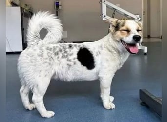 Didier - freundlicher, aktiver, verspielter kleiner Jack Russel-Mix Rüde / z.Zt. noch in Rumänien