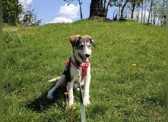 Linda, Traumhündin sucht Traumzuhause, PS in 94078 Freyung