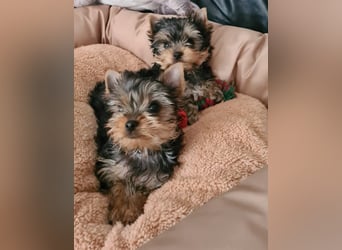 Yorkshire-Terrier Welpen,  reinrassig mit Ahnentafel sofort abgabebereit