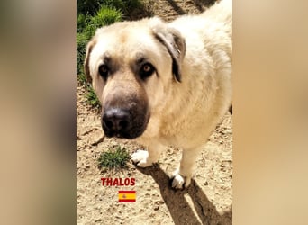 Thalos,geb.01/19,gemütlicher Mastin Espanol sucht seine Familie