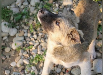 Gut gelaunter FRITZI ist ein charmanter und lustiger Hundebub