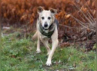 Rinky - sanfter Herzenshund sucht ein Happy End