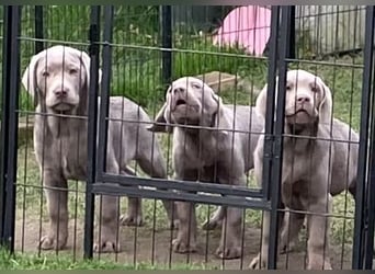 Labrador Welpen in der Farbe Silber mit Ahnentafel!